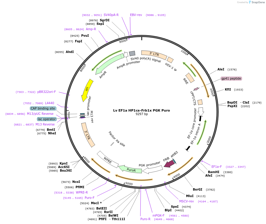 102808-plasmid-map-sequence-id-198229