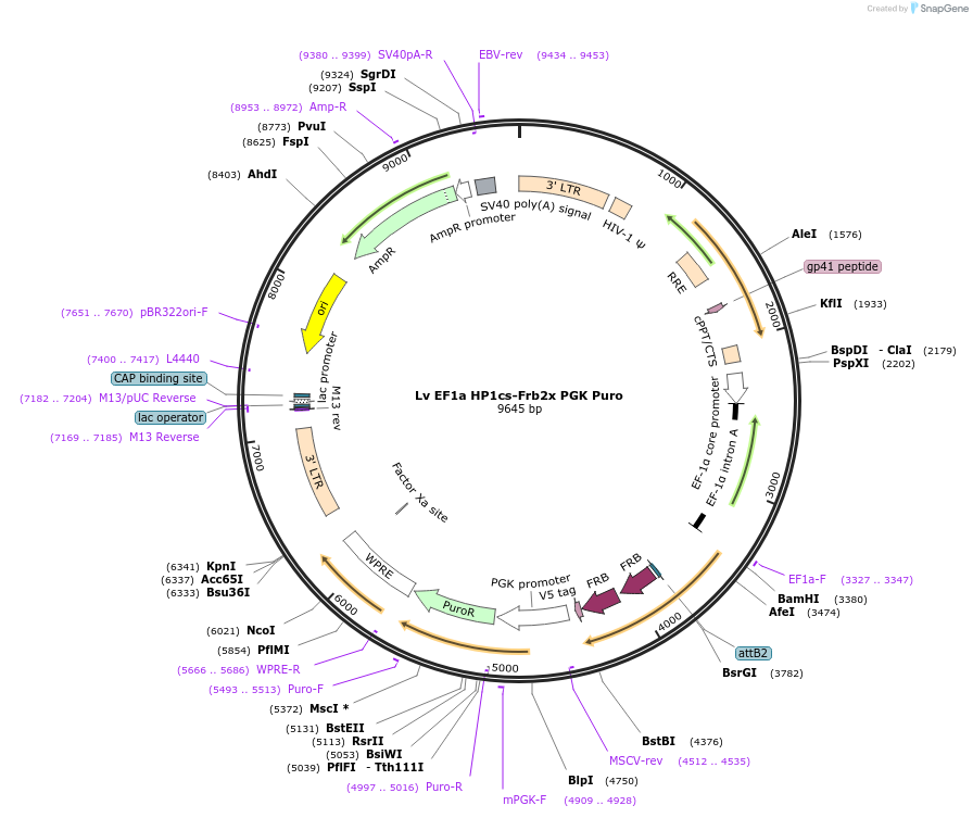 102809-plasmid-map-sequence-id-198235