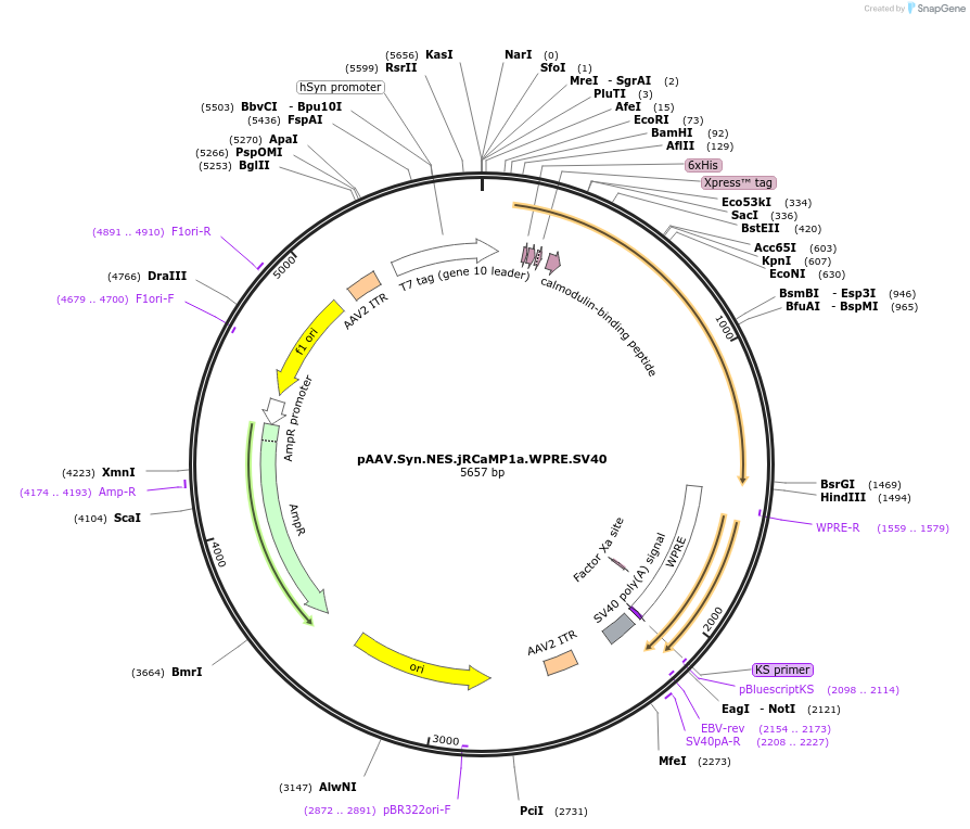 100848-plasmid-map-sequence-id-198236