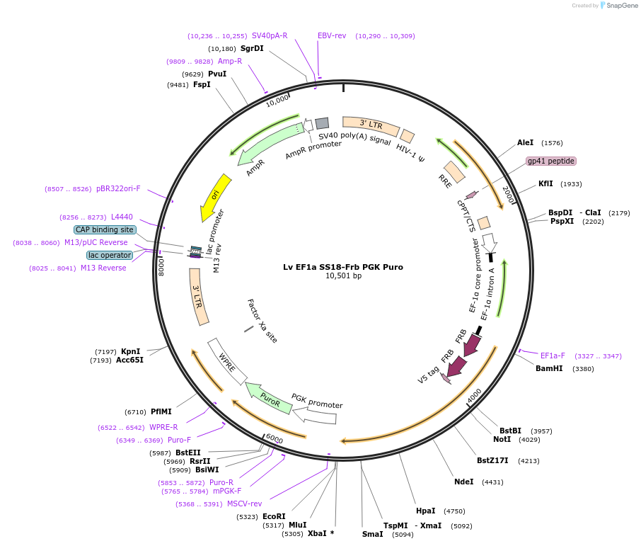 102811-plasmid-map-sequence-id-198238