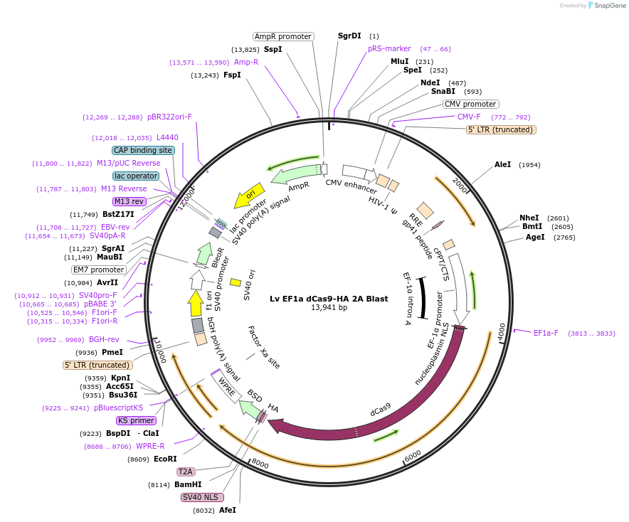 102812-plasmid-map-sequence-id-198242