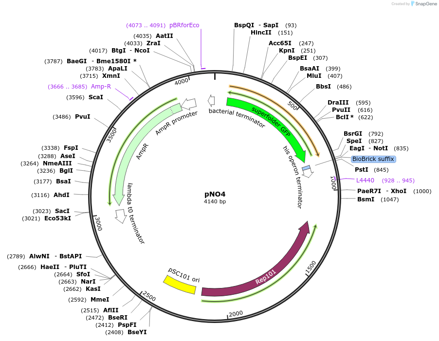 101066-plasmid-map-sequence-id-198246