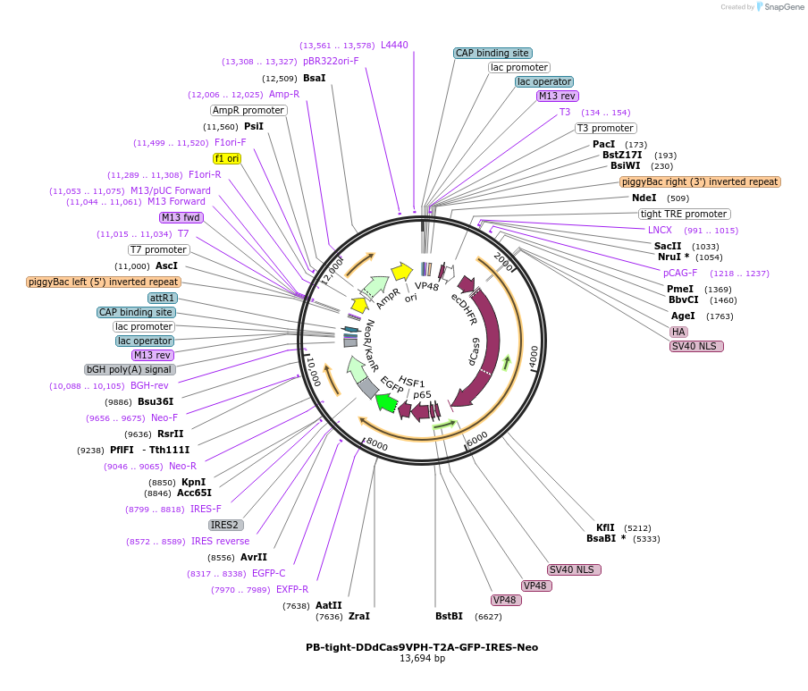 102890-plasmid-map-sequence-id-198249