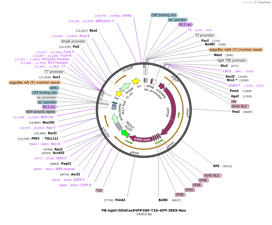 102891-plasmid-map-sequence-id-198253