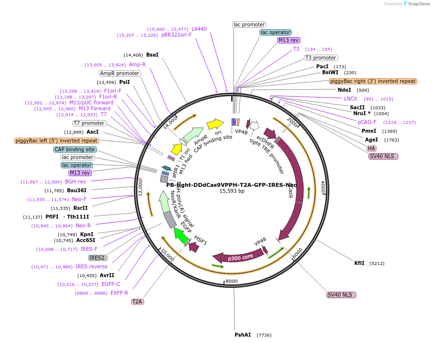 102892-plasmid-map-sequence-id-198257