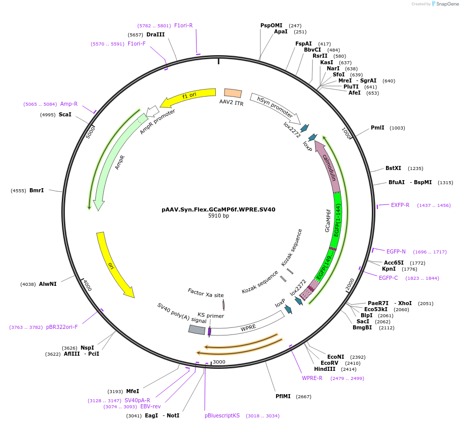 100833-plasmid-map-sequence-id-198271