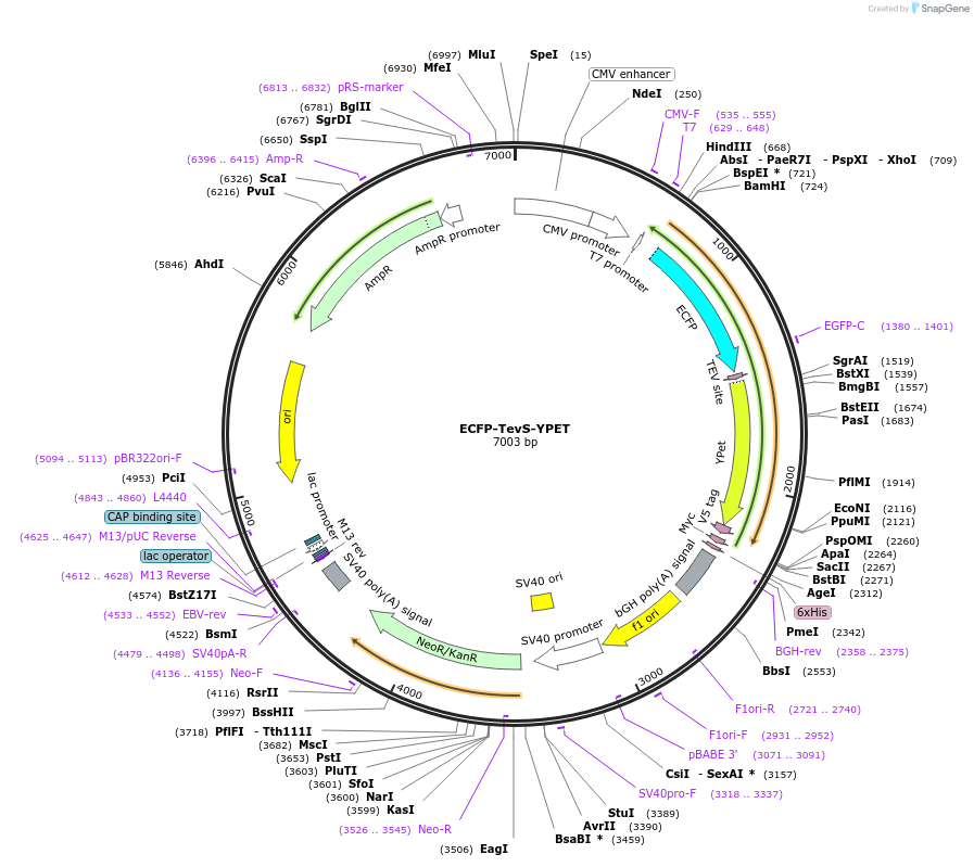 100097-plasmid-map-sequence-id-198274