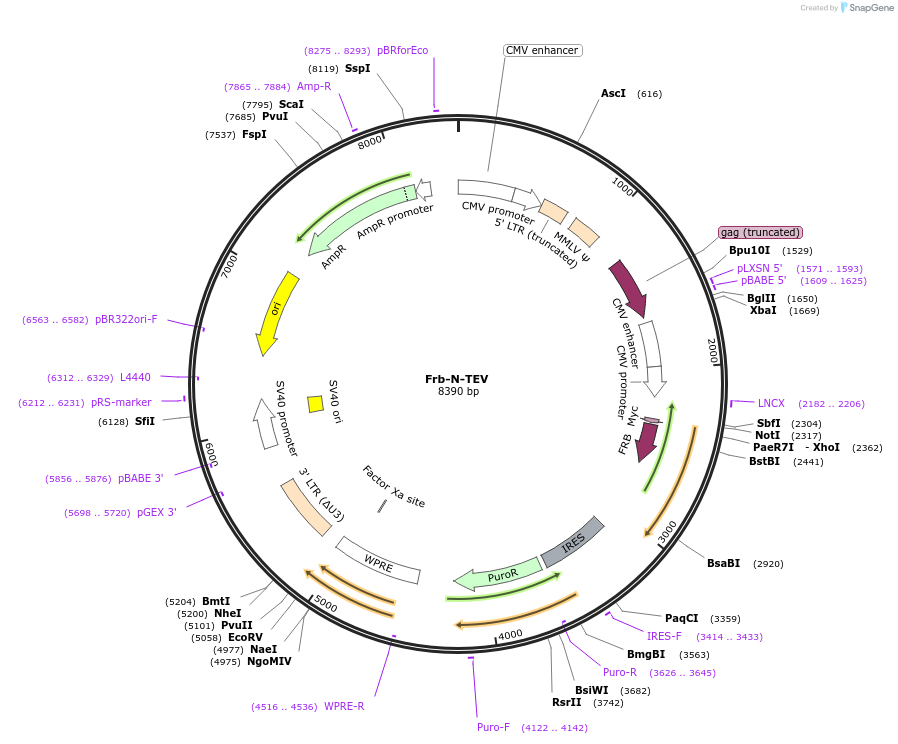 100095-plasmid-map-sequence-id-198277