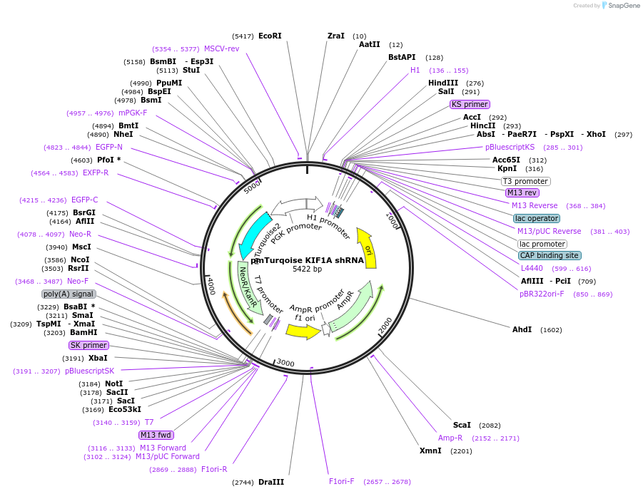 102849-plasmid-map-sequence-id-198298