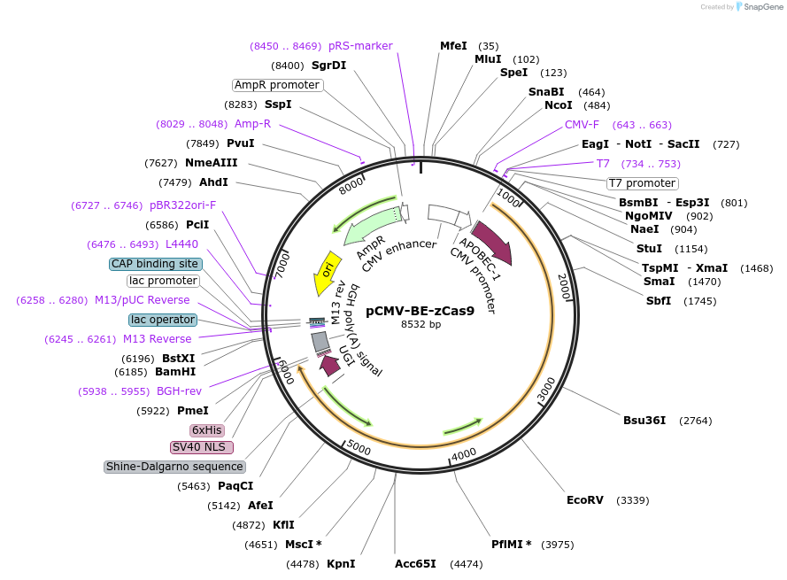101739-plasmid-map-sequence-id-198316