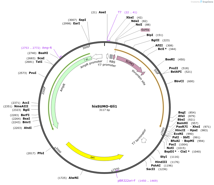 87225-plasmid-map-sequence-id-198359