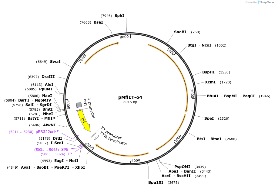 101314-plasmid-map-sequence-id-198386