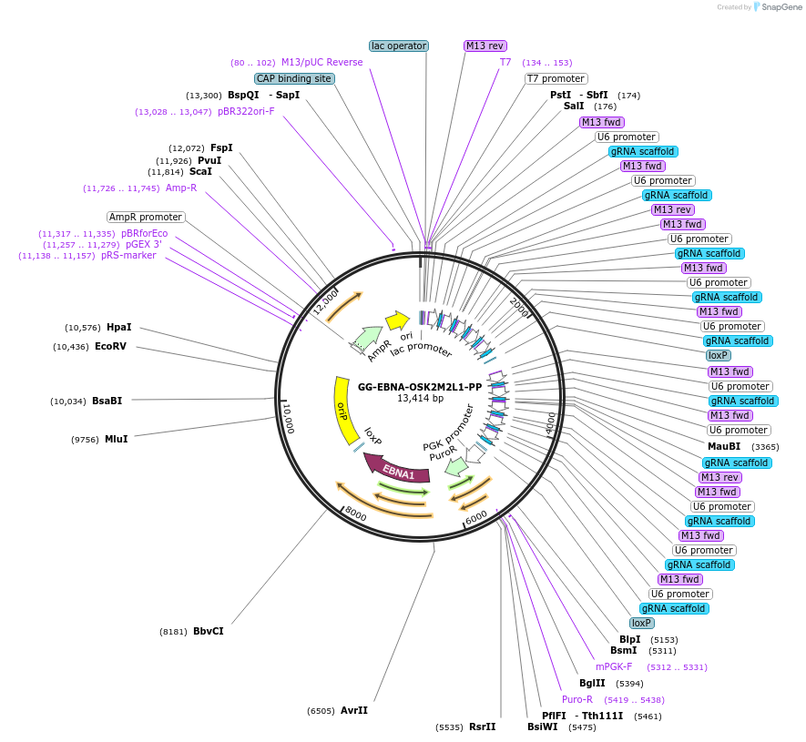 102902-plasmid-map-sequence-id-198388