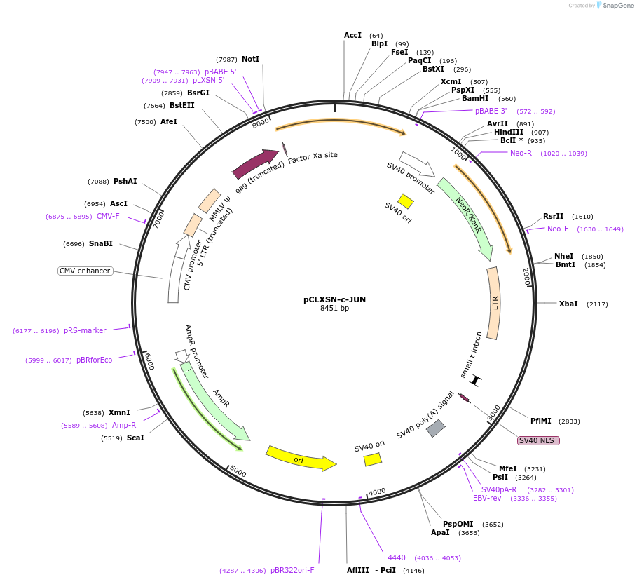 102758-plasmid-map-sequence-id-198396
