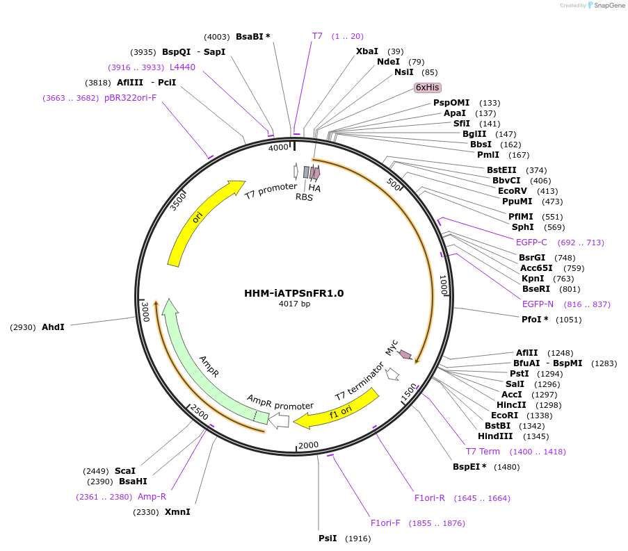 102546-plasmid-map-sequence-id-198405