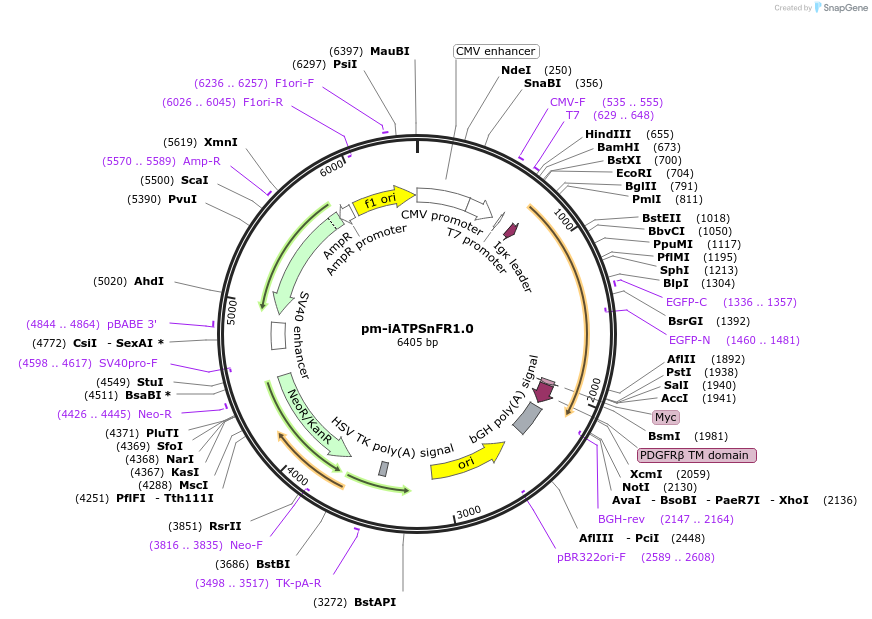 102548-plasmid-map-sequence-id-198419