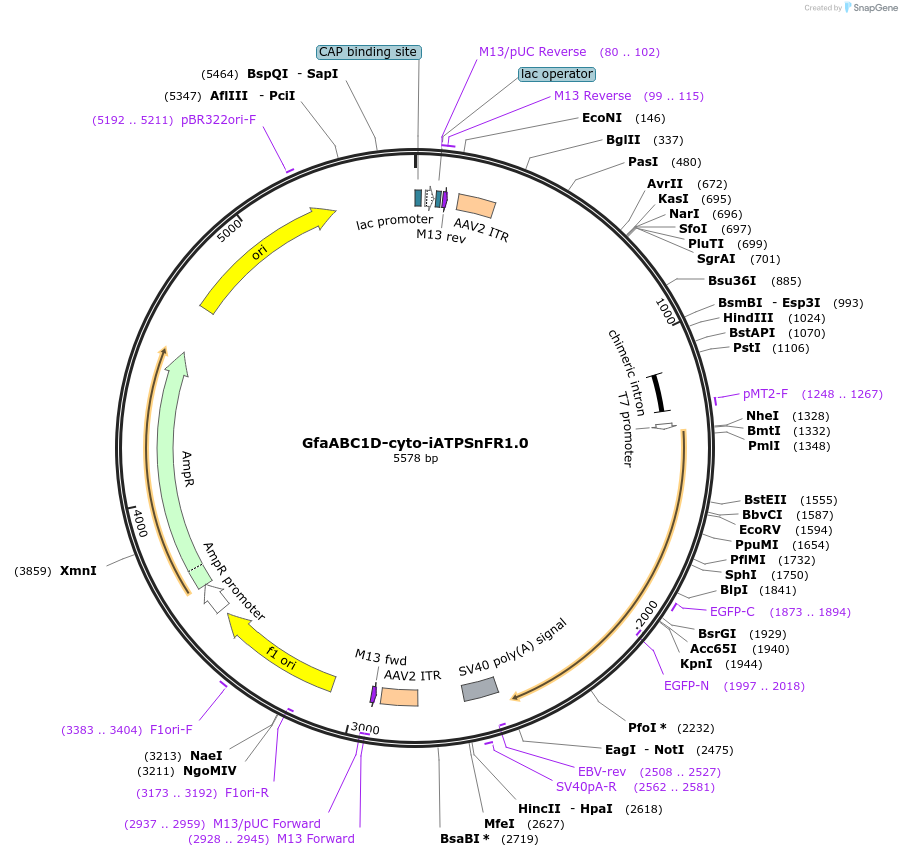 102553-plasmid-map-sequence-id-198421