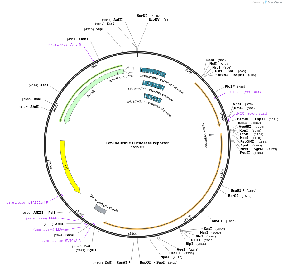 64127-plasmid-map-sequence-id-198432