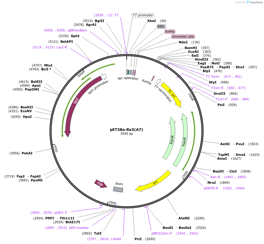 35525-plasmid-map-sequence-id-198445
