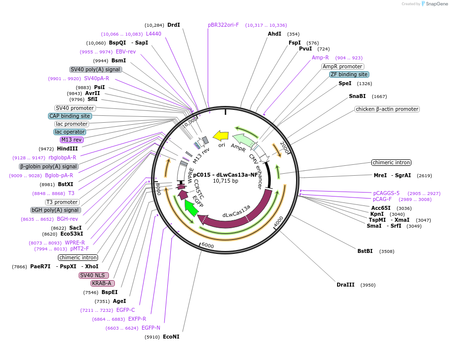 91905-plasmid-map-sequence-id-198453