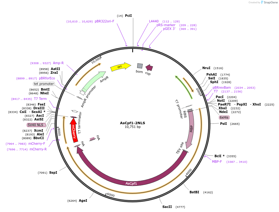 102565-plasmid-map-sequence-id-198455