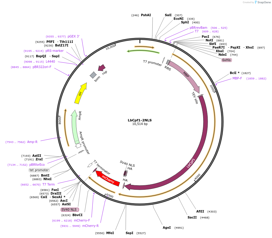 102566-plasmid-map-sequence-id-198456