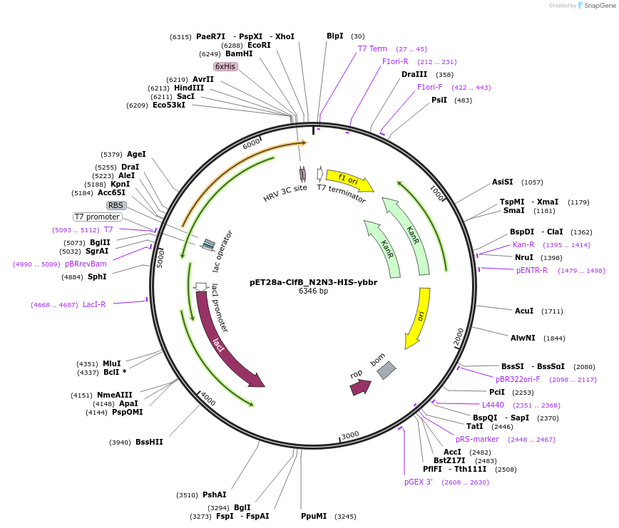 101717-plasmid-map-sequence-id-198460