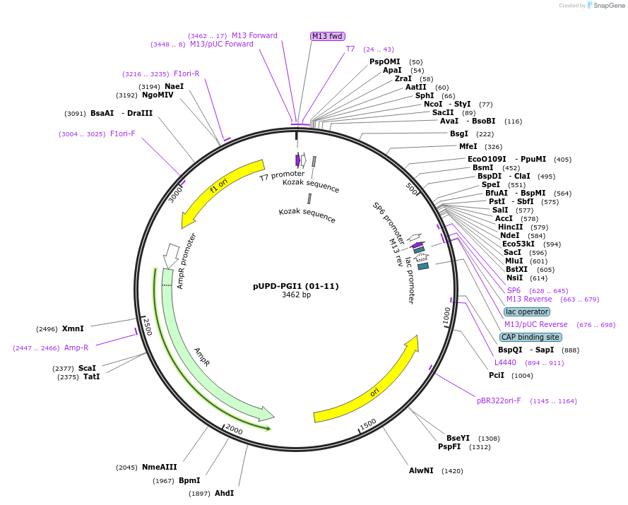 101690-plasmid-map-sequence-id-198596