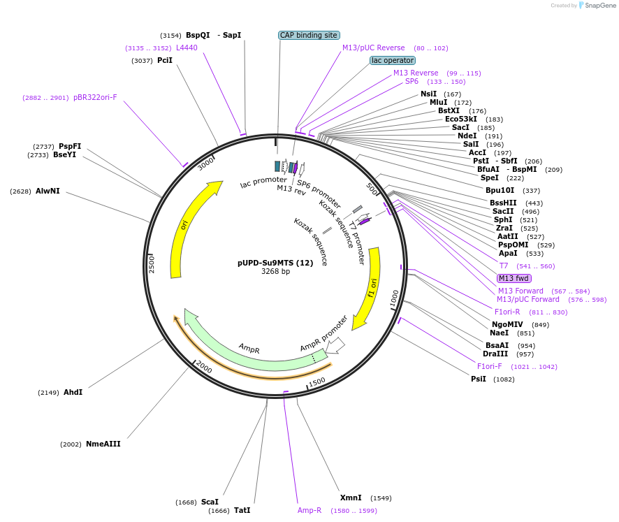 101691-plasmid-map-sequence-id-198598