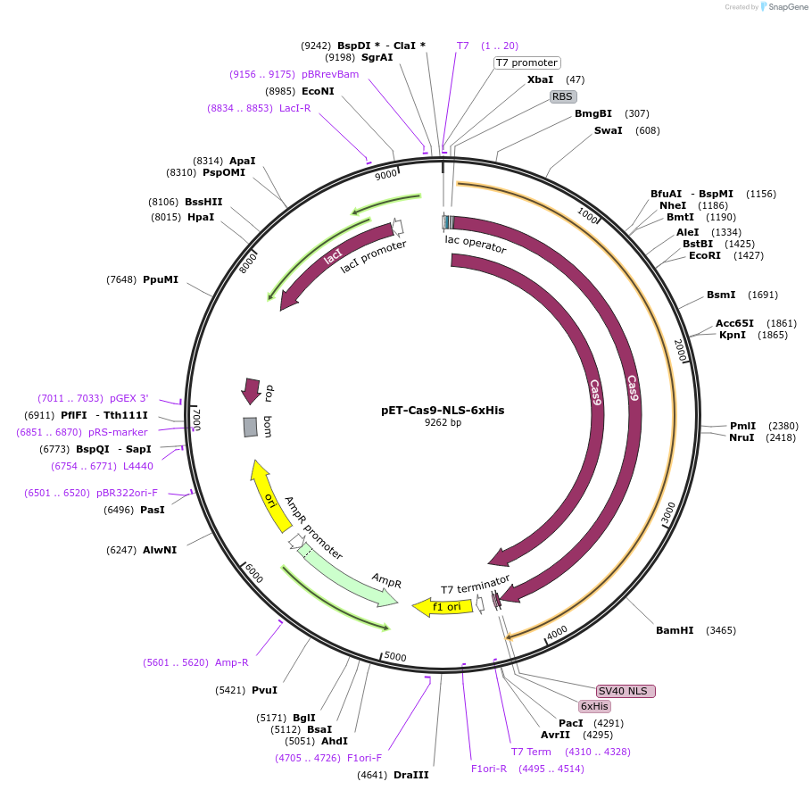 62933-plasmid-map-sequence-id-198599