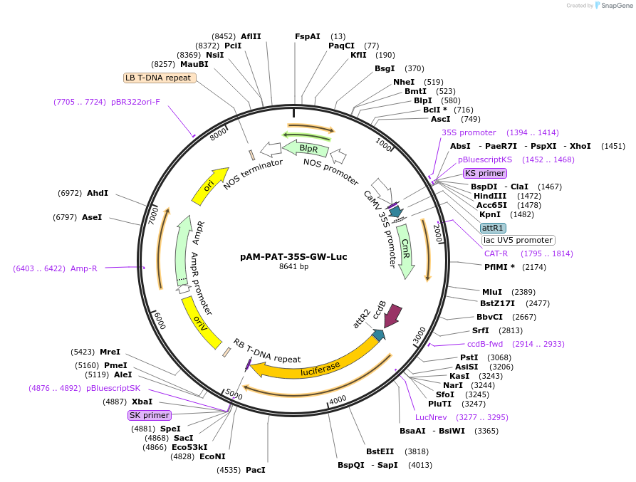 80678-plasmid-map-sequence-id-198600