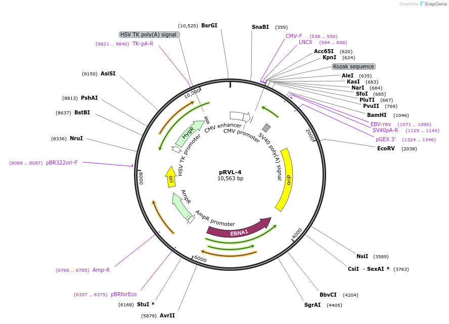 104582-plasmid-map-sequence-id-198606