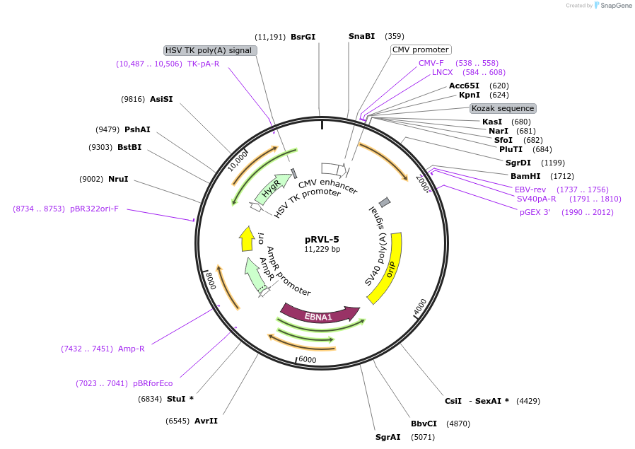 104583-plasmid-map-sequence-id-198607