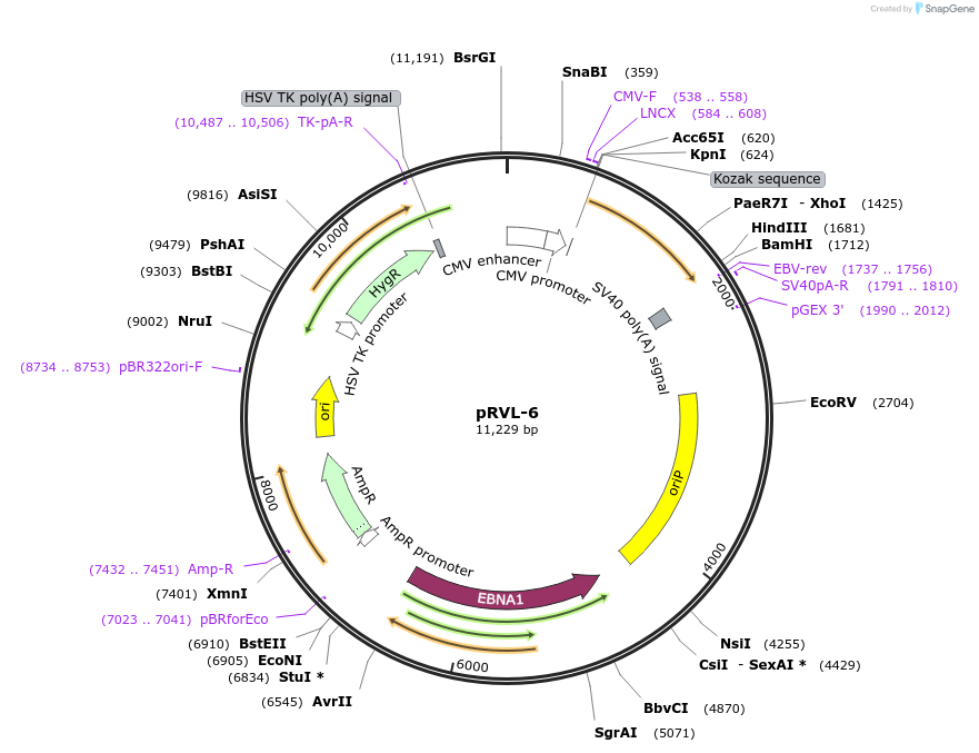 104584-plasmid-map-sequence-id-198608
