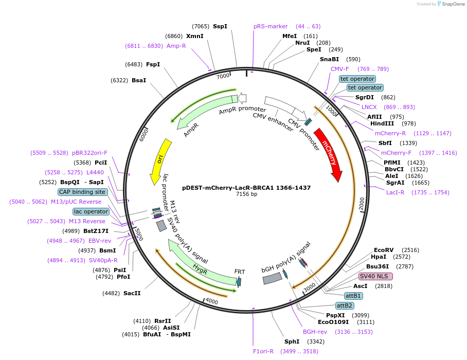 71118-plasmid-map-sequence-id-198609