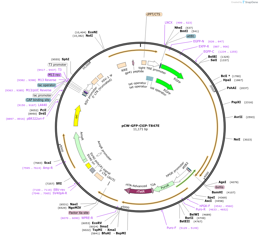 71111-plasmid-map-sequence-id-198610