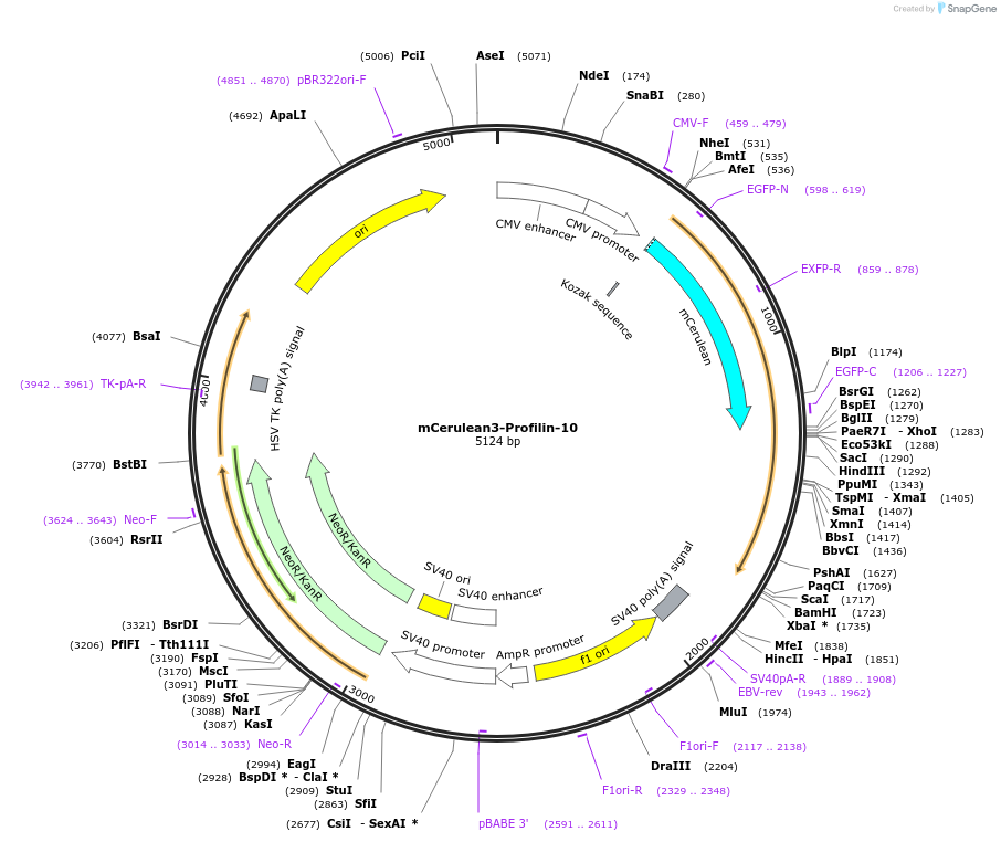 55440-plasmid-map-sequence-id-198667