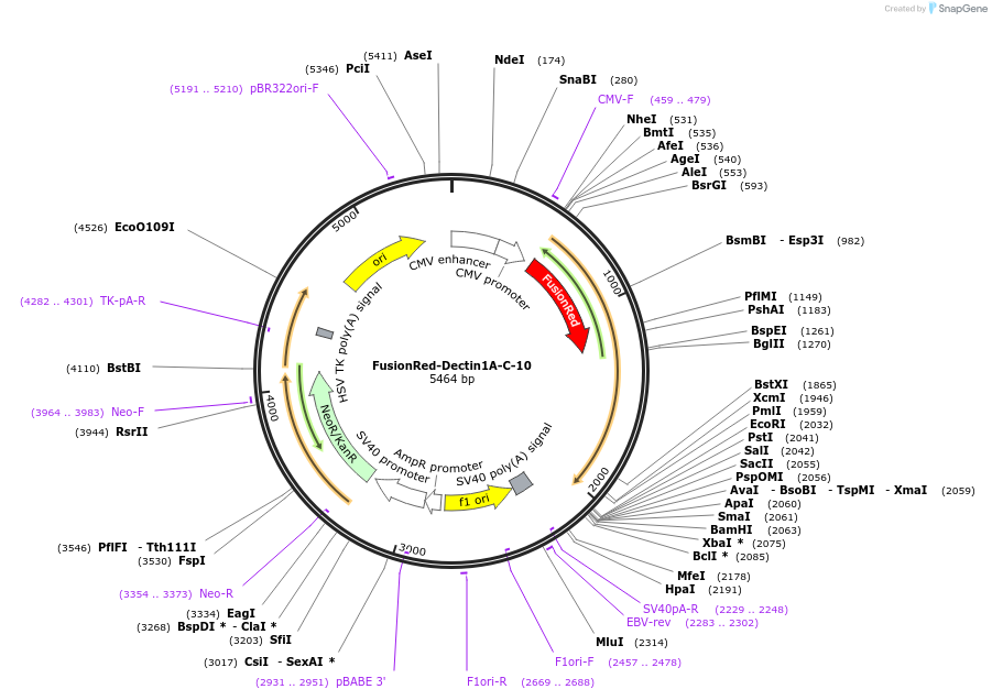 56111-plasmid-map-sequence-id-198668