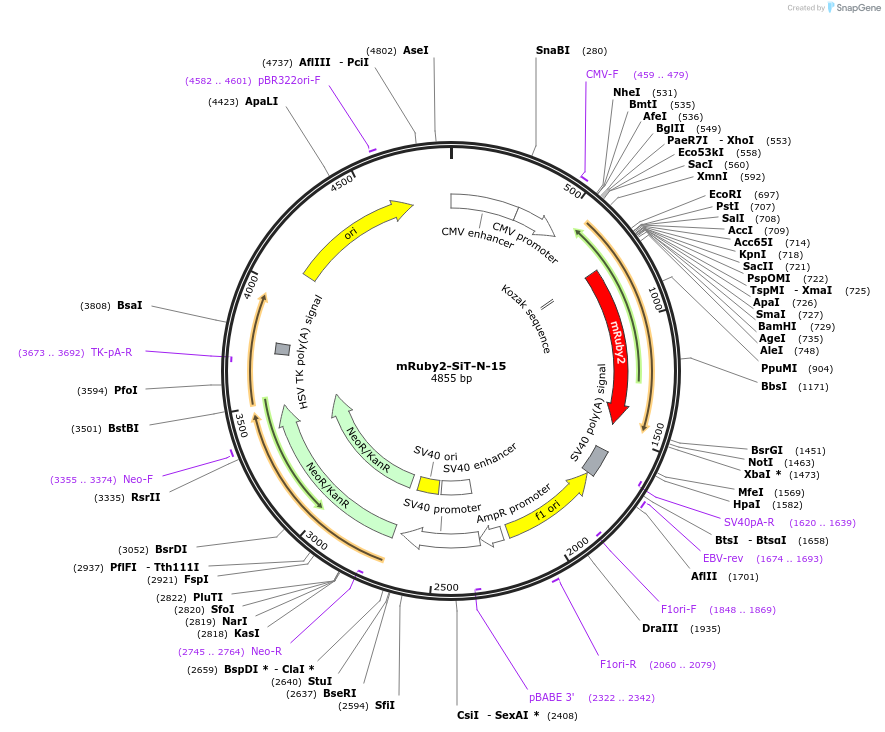 55912-plasmid-map-sequence-id-198669