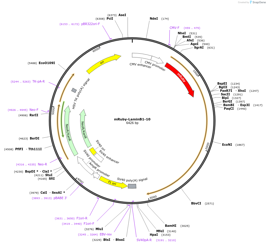 55869-plasmid-map-sequence-id-198673