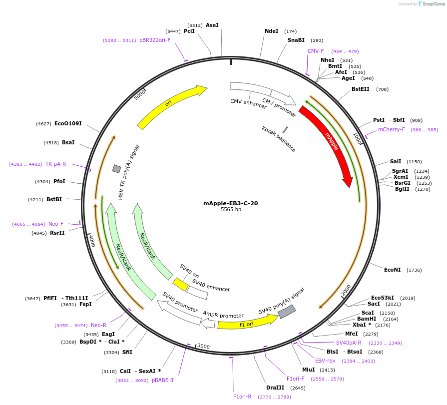 54893-plasmid-map-sequence-id-198676