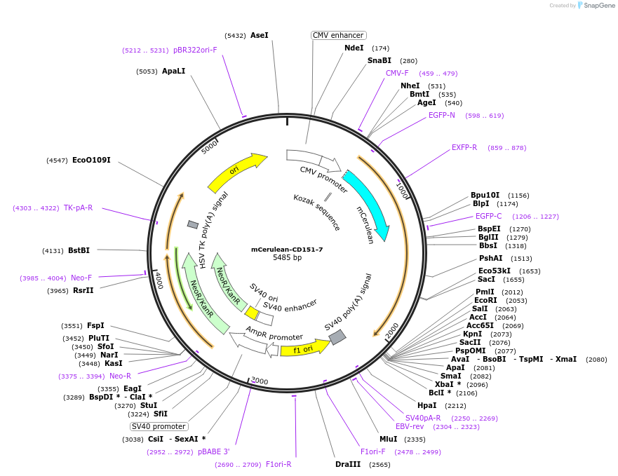 55355-plasmid-map-sequence-id-198686