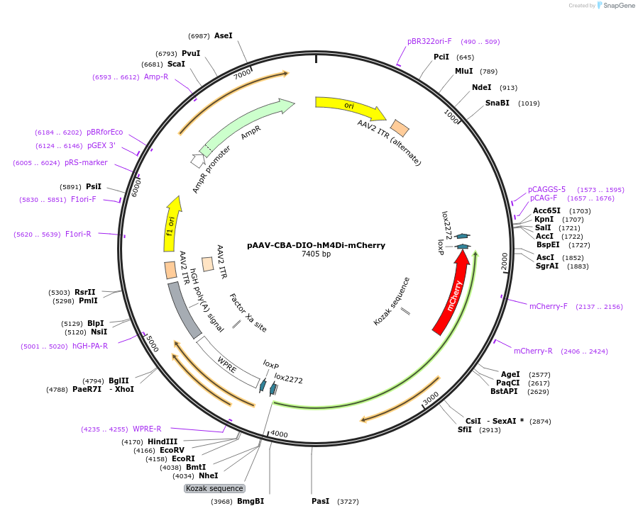 81008-plasmid-map-sequence-id-198690