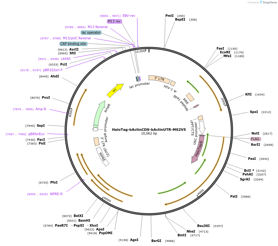 102718-plasmid-map-sequence-id-198693