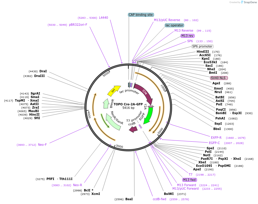 68450-plasmid-map-sequence-id-198710