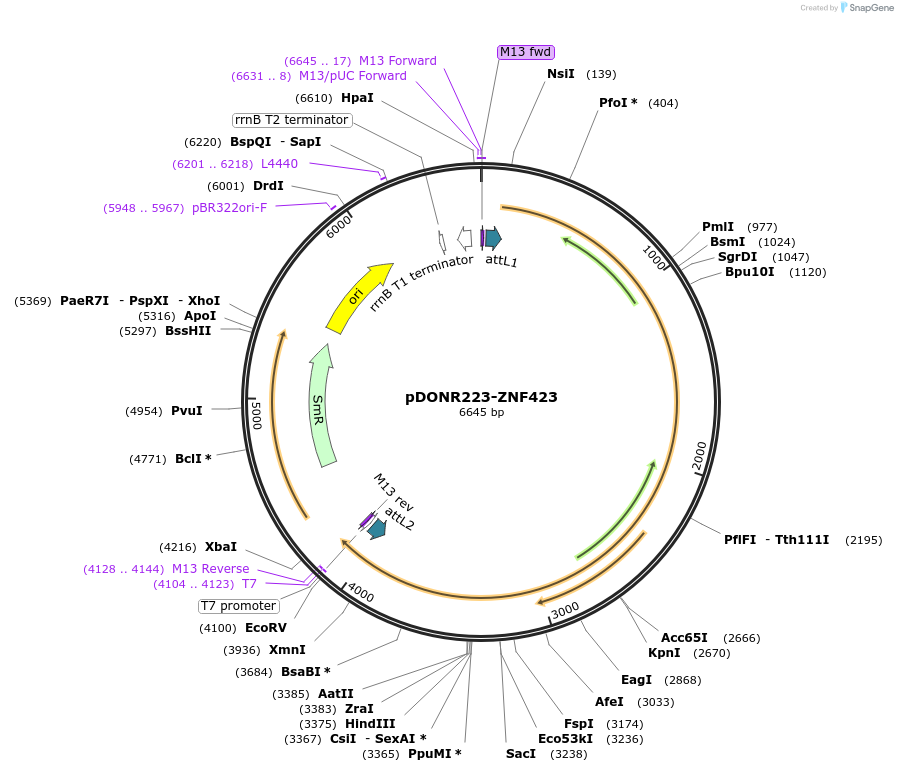 88083-plasmid-map-sequence-id-198740