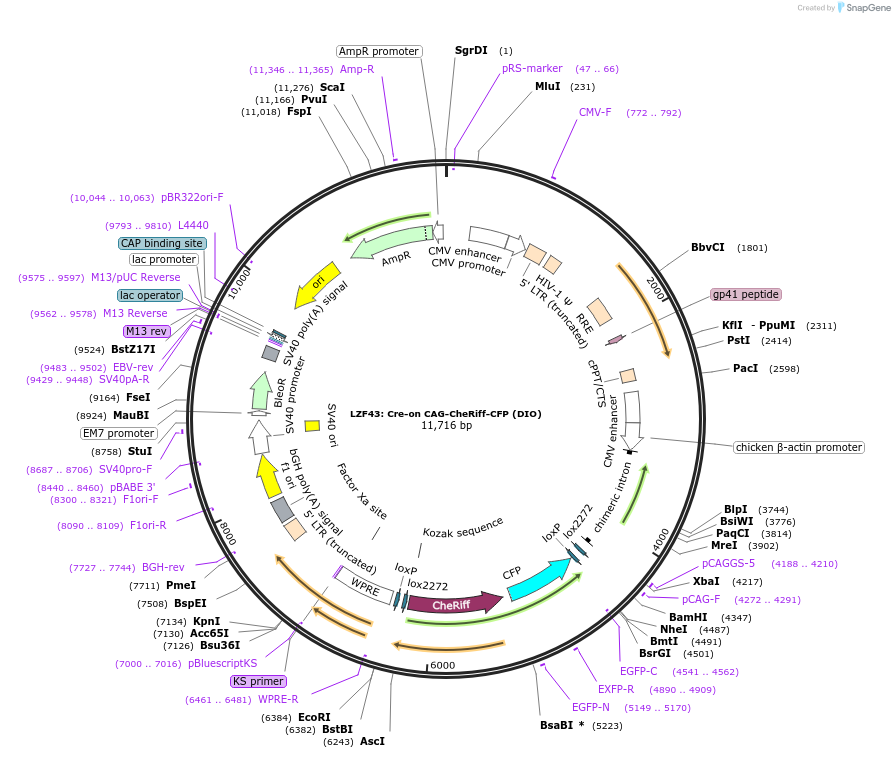 104114-plasmid-map-sequence-id-198768