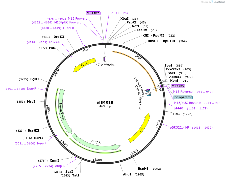 102958-plasmid-map-sequence-id-198778