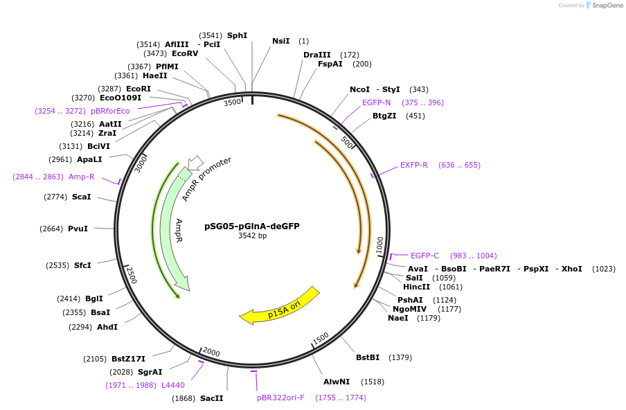 102462-plasmid-map-sequence-id-198796