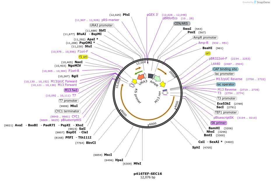 102676-plasmid-map-sequence-id-198813